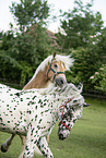 Haflinger horse and Noriker