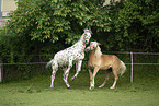 Haflinger horse and Noriker