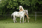 Haflinger horse and Noriker