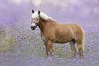 Haflinger