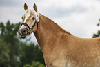 Haflinger