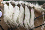 Haflinger