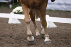 Haflinger