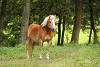 Haflinger