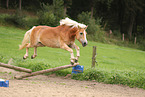 Haflinger