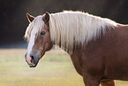 Haflinger