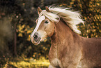 Haflinger