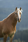 Haflinger