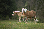 Haflinger