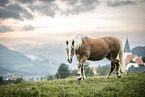 Haflinger