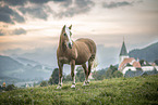Haflinger