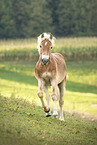 Haflinger