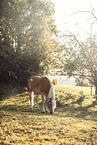 Haflinger