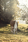 Haflinger
