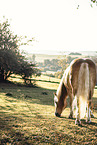 Haflinger