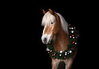 Haflinger