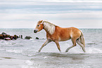 Haflinger horse