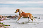 Haflinger horse