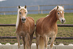 Haflinger horses