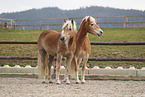 Haflinger horses