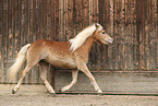 Haflinger horse