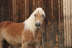 Haflinger horse