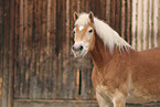 Haflinger horse