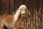 Haflinger horse