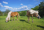Haflinger horses