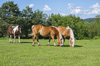 Haflinger horses