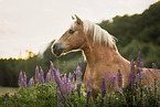 Haflinger