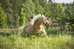 Haflinger