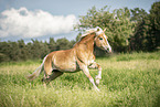 Haflinger