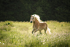 Haflinger