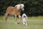 Haflinger and Waeller Sheepdog