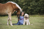 Haflinger and Waeller Sheepdog