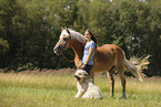 Haflinger and Waeller Sheepdog