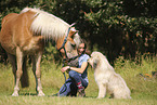 Haflinger and Waeller Sheepdog