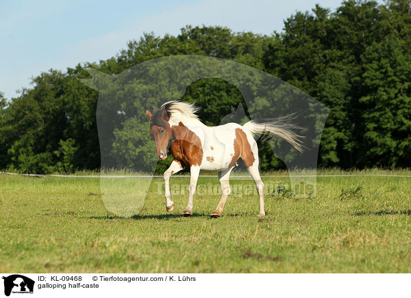 galoppierendes Halbblut / galloping half-caste / KL-09468