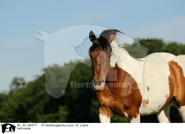 Halbblut / half-caste / KL-09471