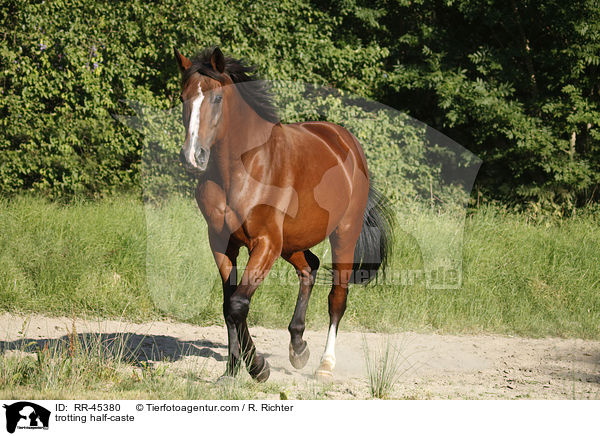 trabendes Halbblut / trotting half-caste / RR-45380