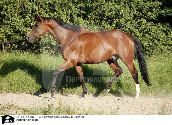 trabendes Halbblut / trotting half-caste / RR-45382