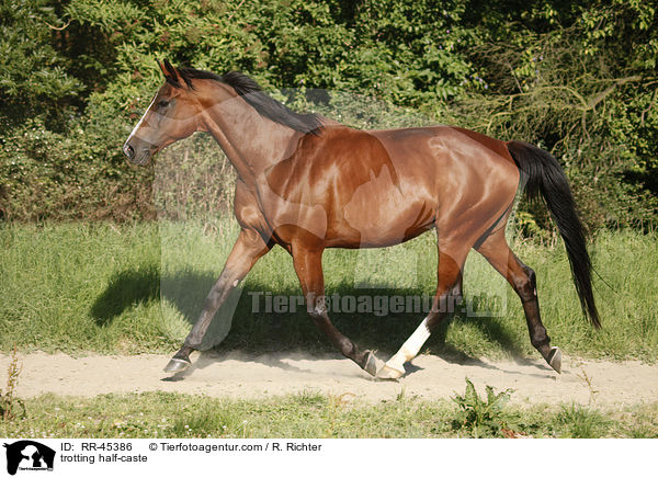 trabendes Halbblut / trotting half-caste / RR-45386