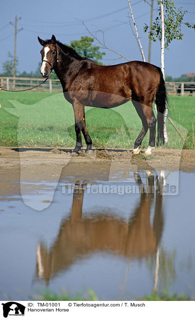 Hanoverian Horse / TM-01001