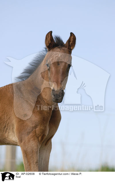 foal / AP-02608