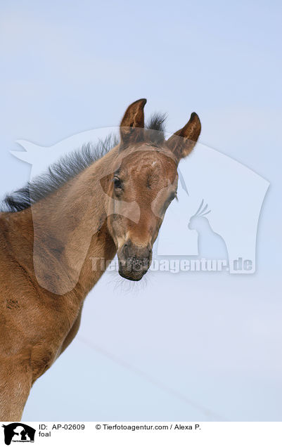 foal / AP-02609