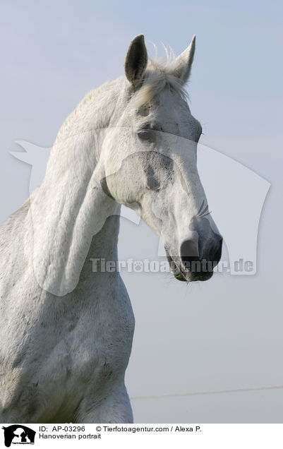 Hanoverian portrait / AP-03296
