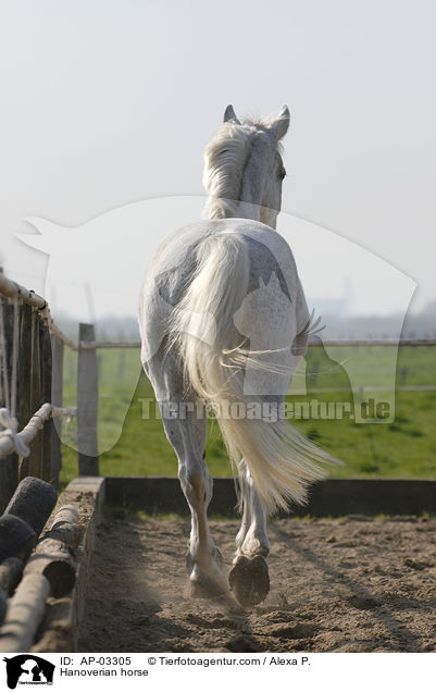 Hannoveraner / Hanoverian horse / AP-03305
