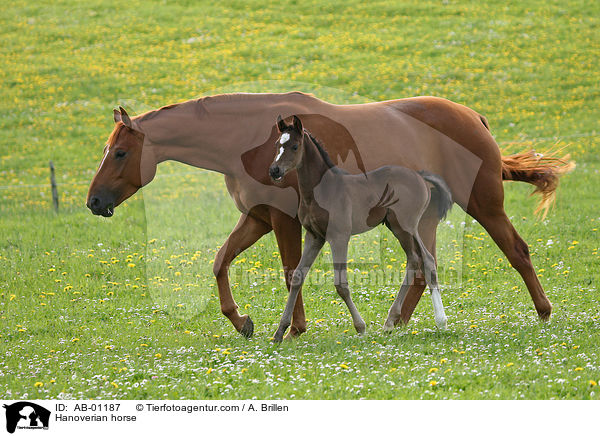 Hanoverian horse / AB-01187