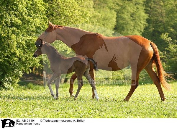 Hanoverian horse / AB-01191